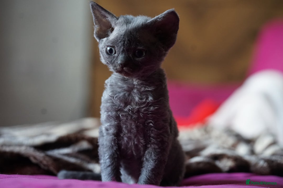 Devon Rex cats for sale: 💙 Devon Rex Female Kitten Available 💙 - Image 7