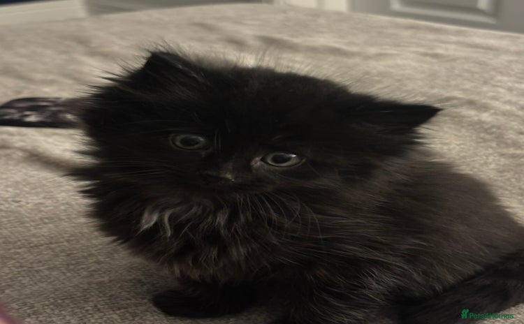 Mixed Breed cats - Advert 6
