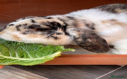 Dwarf Lop rabbits for sale: Beautiful male dwarf lop  - Image 4