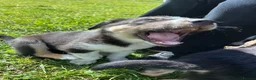 Mixed Breed dogs for sale: Beautiful tri colour border collie pups in Builth Wells - Advert 3