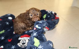 Cockapoo dogs for sale: Beautiful f1b Cockapoo puppy's   - Advert 8