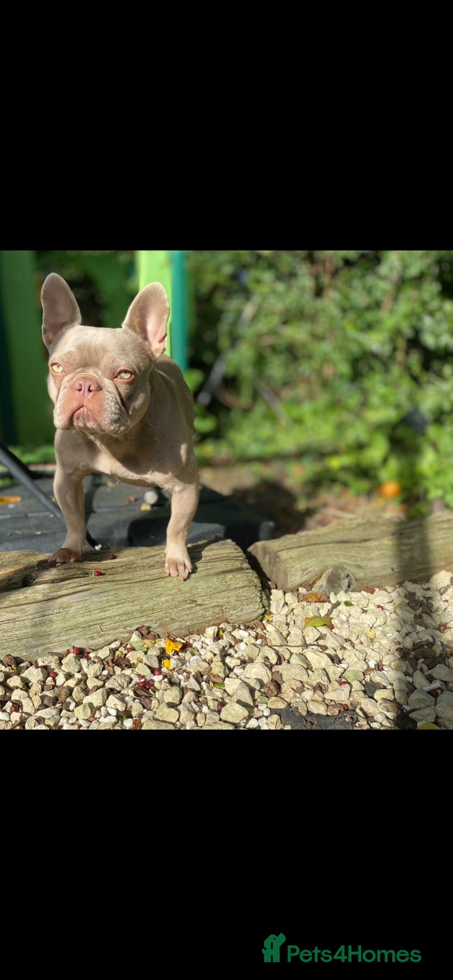 French Bulldog dogs 🐾 Beautiful French Bulldog Puppies 🐾 - Advert 1