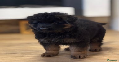 German Shepherd dogs - Advert 6