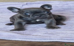 French Bulldog dogs for sale: French Bulldog. Last little girl available  - Image 5
