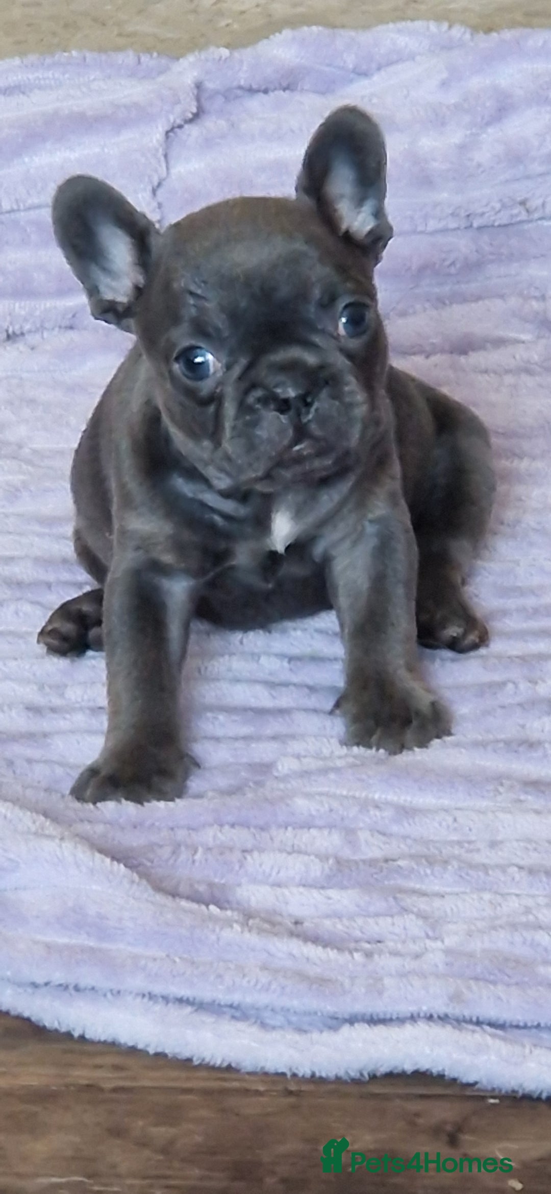 French Bulldog dogs for sale: French Bulldog. Last little girl available  - Image 5
