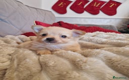 Pomchi dogs for sale: Male pomchi - Image 2