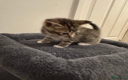 American Shorthair cats for sale: 4 stunning bsh x American short kittens avail - Image 18
