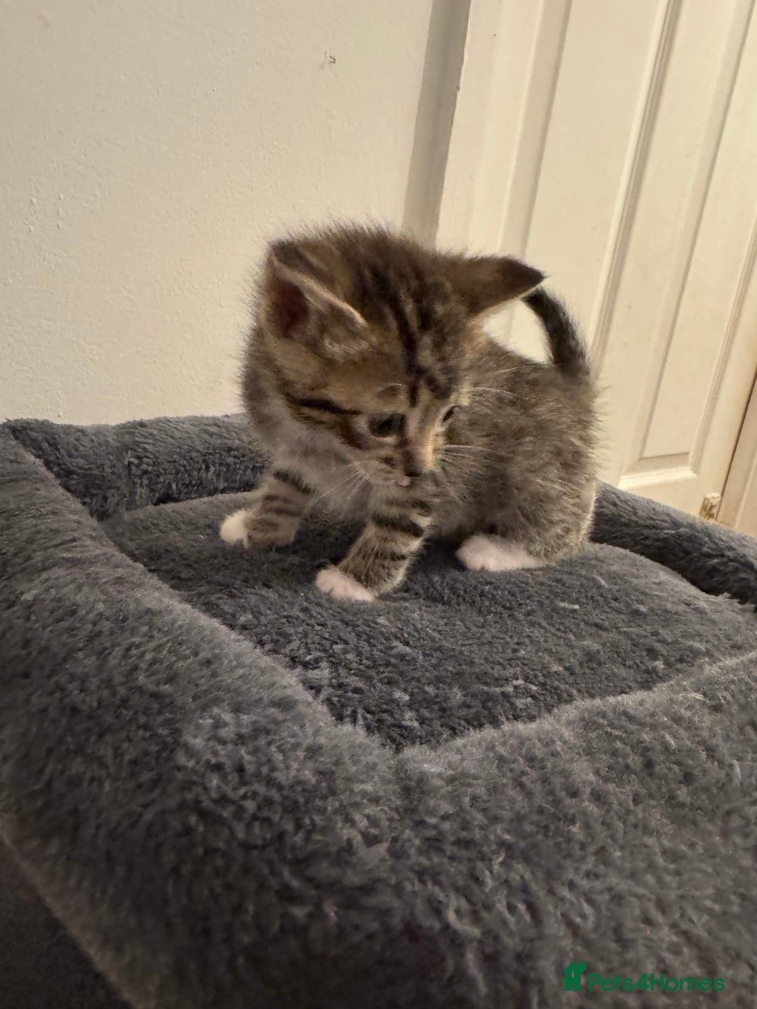 American Shorthair cats for sale: 4 stunning bsh x American short kittens avail - Image 18