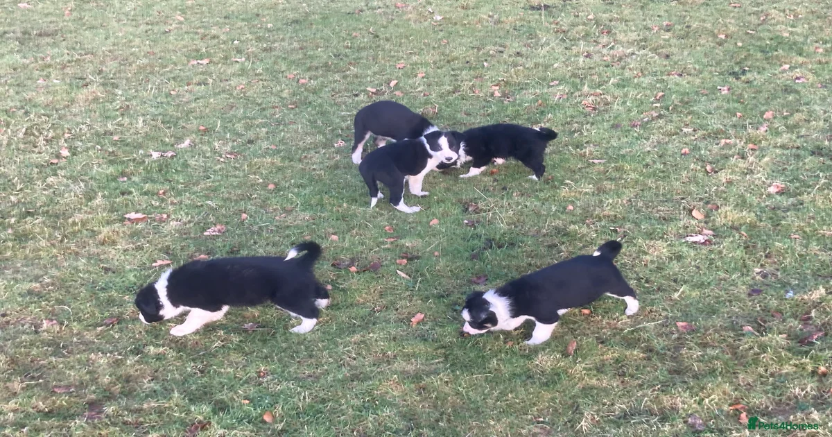 Border collie puppies for sale for sale in Barnard Castle | Pets4Homes