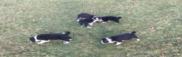 Border Collie dogs for sale: Border collie puppies for sale  - Advert 1