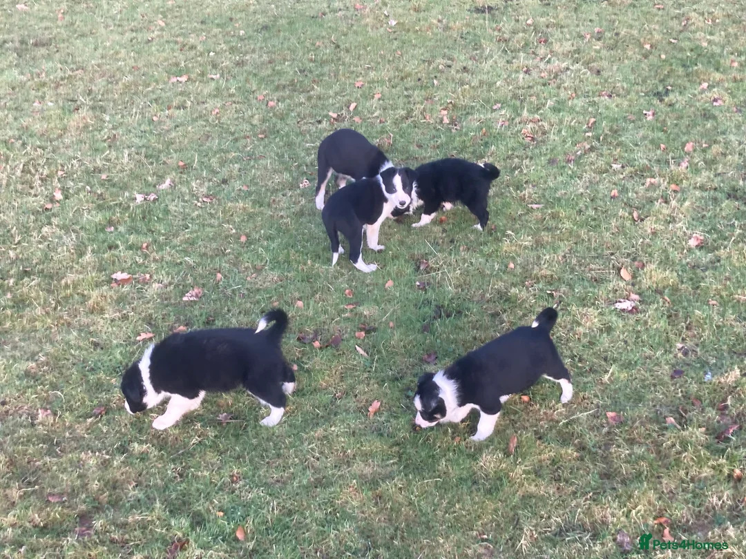 Border Collie dogs for sale: Border collie puppies for sale  - Advert 1