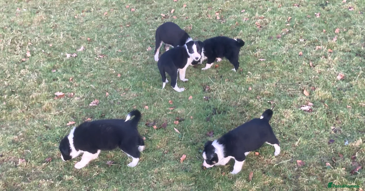 Border collie puppies for sale for sale in Barnard Castle | Pets4Homes
