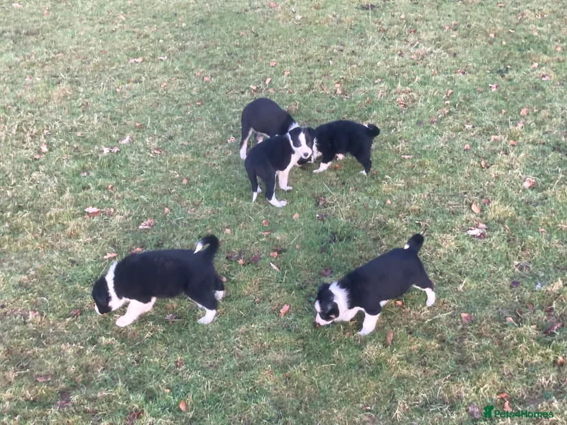 Border collie puppies for sale for sale in Barnard Castle | Pets4Homes