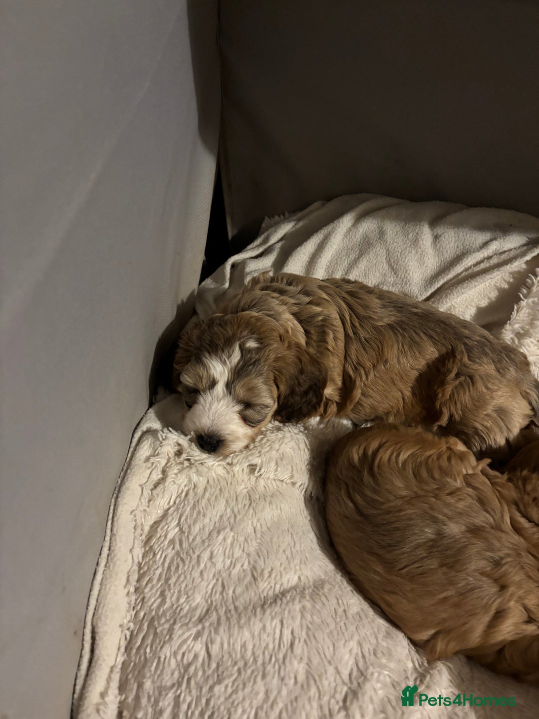 Cockapoo dogs for sale: 🌼 a beautiful litter of 6 cockerpoos/poodles - Advert 14