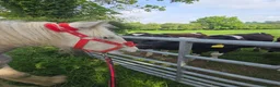 Irish Cob horses for sale: super friendly TGCA filly - Advert 12