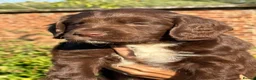 English Springer Spaniel dogs for sale: Springer Spaniel Puppies  - Advert 11