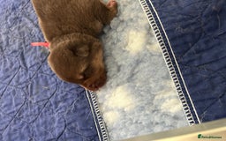 German Shepherd dogs for sale: German shepherd puppies health tested kc reg  in Honiton - Image 13
