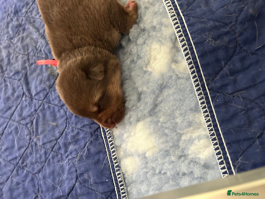 German Shepherd dogs for sale: German shepherd puppies health tested kc reg  in Honiton - Image 13