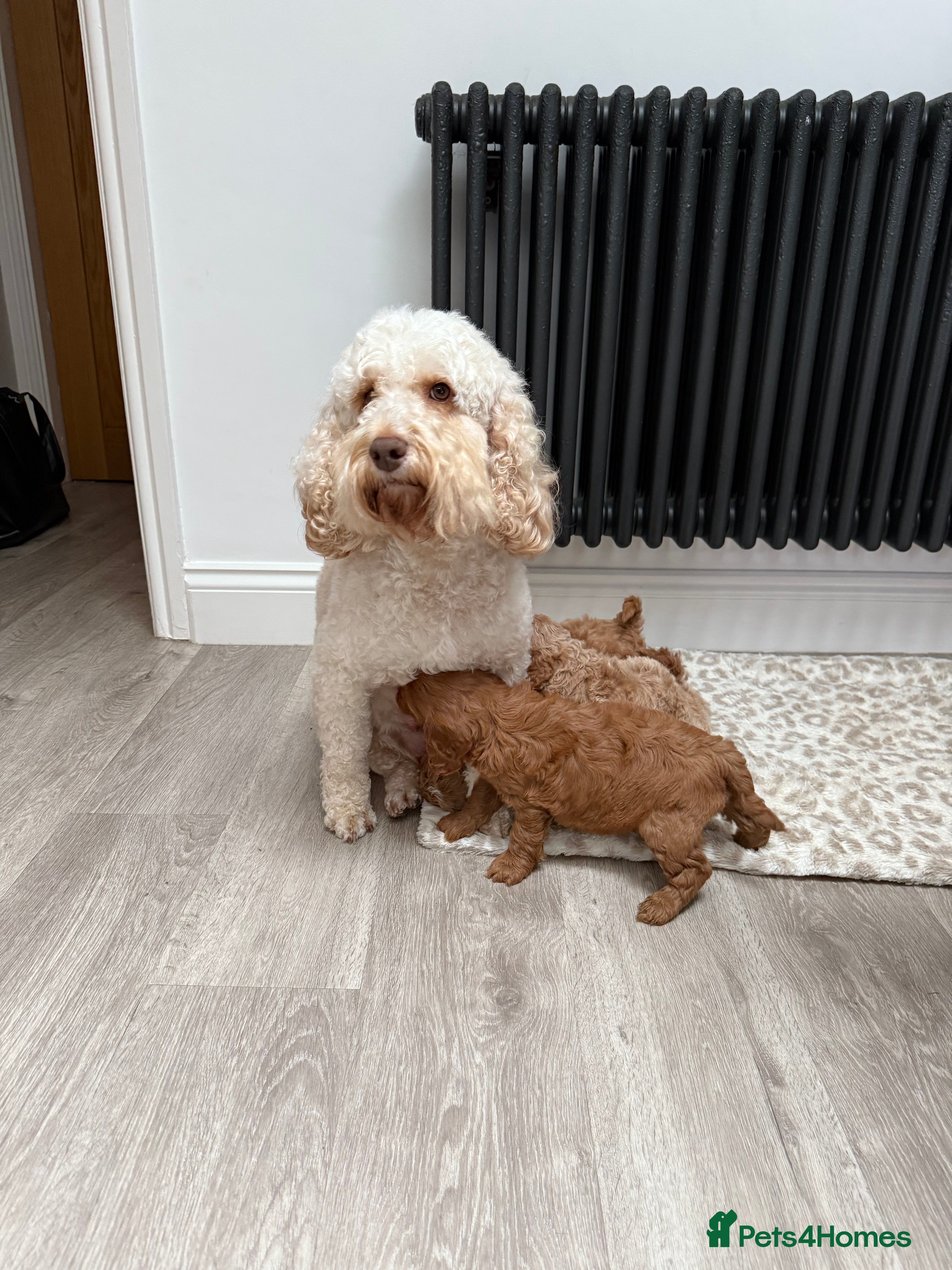 Cockapoo dogs Absolutely stunning puppies  - Advert 1