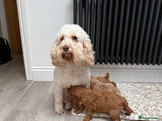 Cockapoo dogs Absolutely stunning puppies - Advert 1