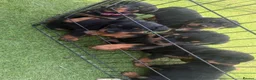 Rottweiler dogs for sale: 6 beautiful Rottweiler puppies  - Advert 3