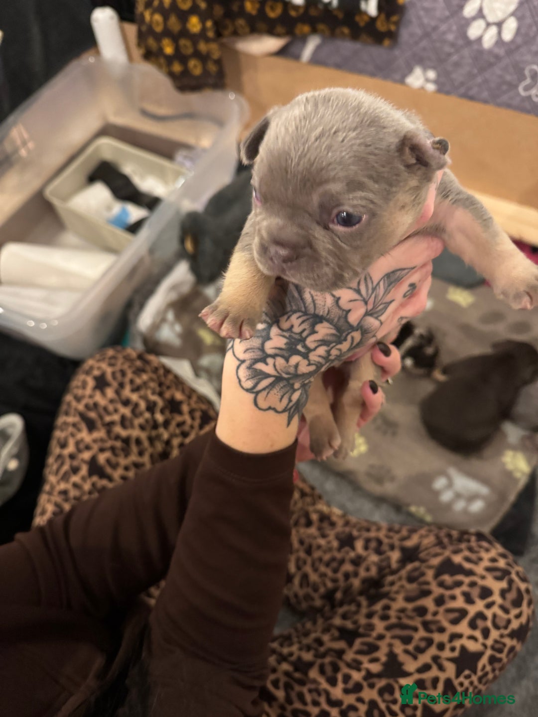 French Bulldog dogs for sale: French bulldog puppies for sale  - Advert 5