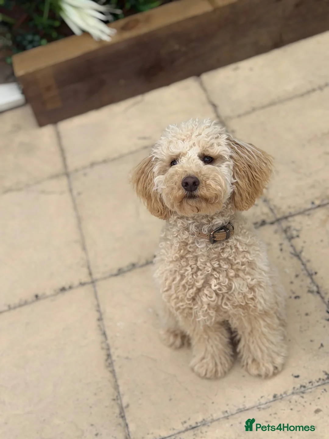 Cavapoo dogs for sale: Female Cavapoo Forever Home - Advert 4