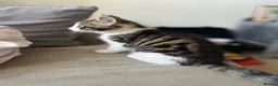 Mixed Breed cats for sale: Three kittens ready now in Torquay - Advert 19