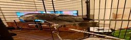 Parrots birds for sale: African grey with cage - Advert 3