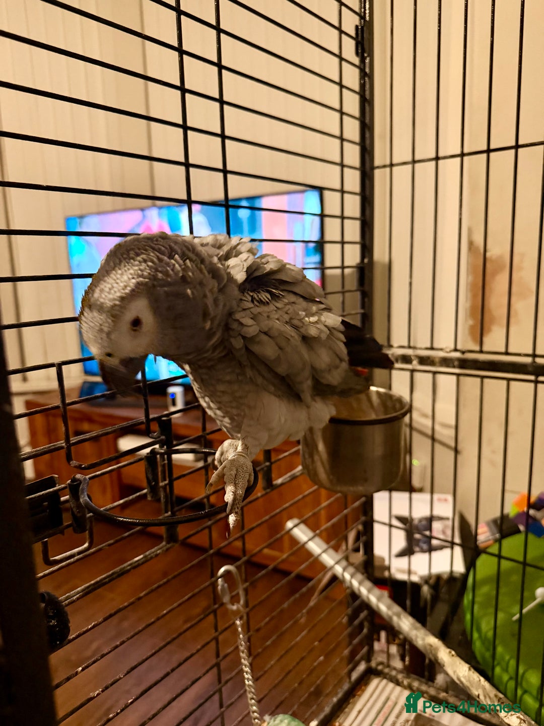 Parrots birds for sale: African grey with cage - Advert 3