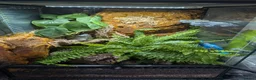 Gecko reptiles for sale: Harlequin Dalmatian crested gecko  - Advert 6