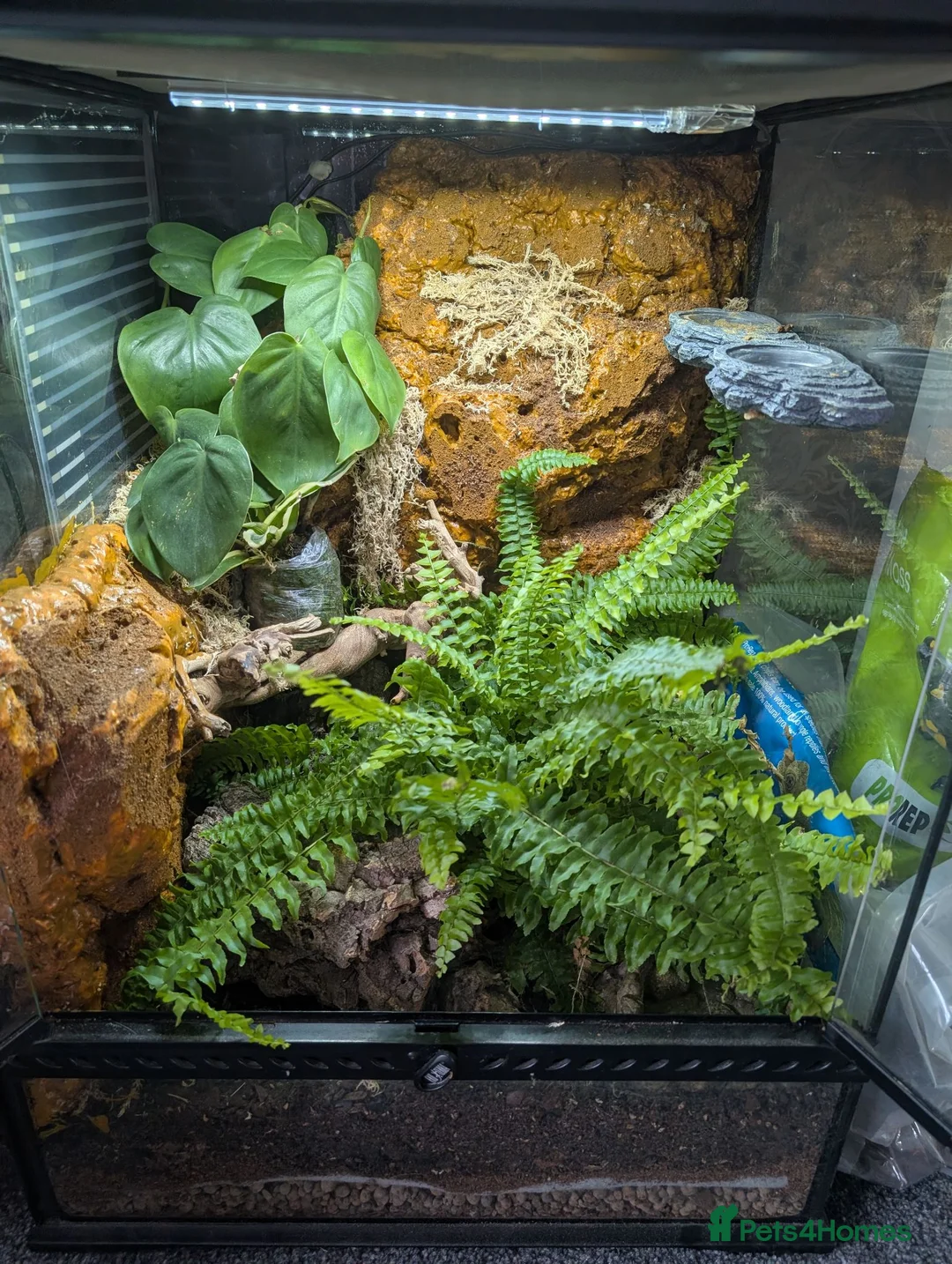 Gecko reptiles for sale: Harlequin Dalmatian crested gecko  - Advert 6