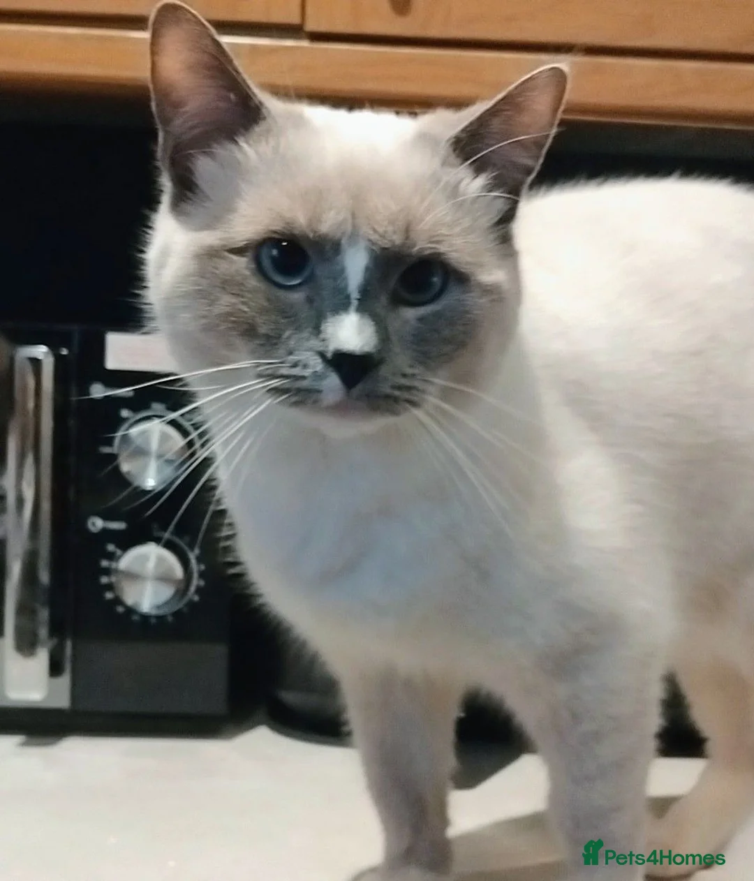 Ragdoll cats for sale: £200 ragdoll cats  in Newcastle upon Tyne - Advert 1