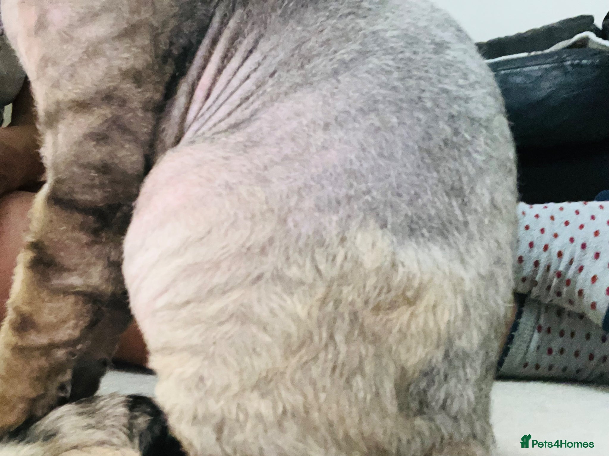 Devon Rex cats for sale: Lovely Devon Rex Kitten is looking for parents  - Advert 7