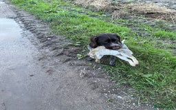 German Wirehaired Pointer dogs for sale: German wired haired stunning pointer pups  in Preston - Image 25