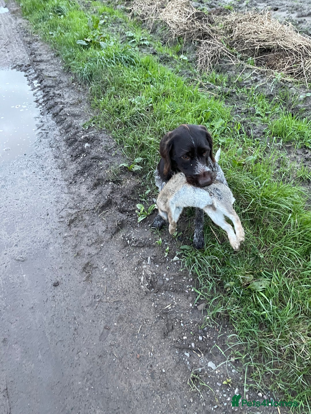 German Wirehaired Pointer dogs for sale: German wired haired stunning pointer pups  in Preston - Image 25