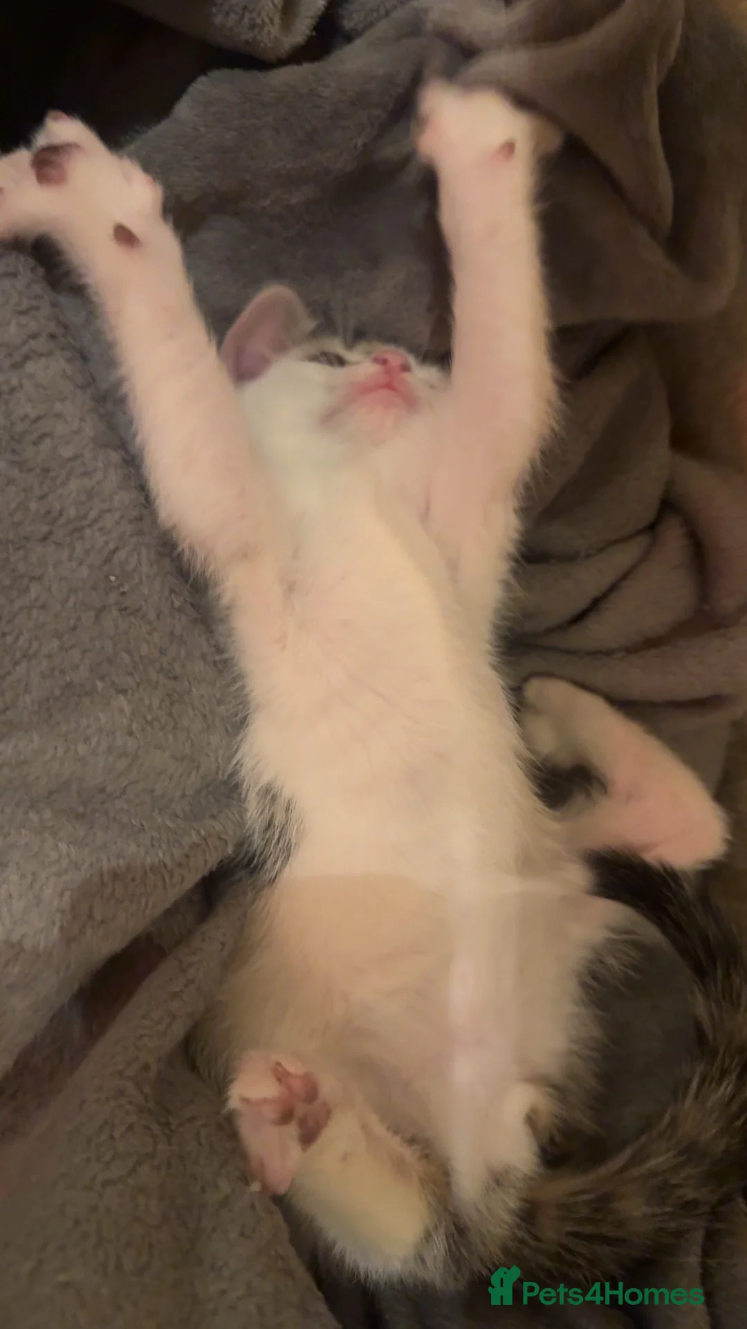 Mixed Breed cats for sale: Rescue Boy Kitten🤍 - Advert 7