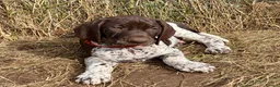 German Shorthaired Pointer dogs for sale: Healthy,Happy KC Registered GSP pups.  - Advert 9