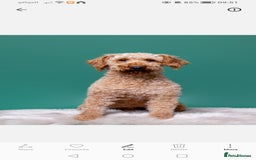 Cavapoo dogs for sale: Gorgeous cavapoo pups  - Image 2