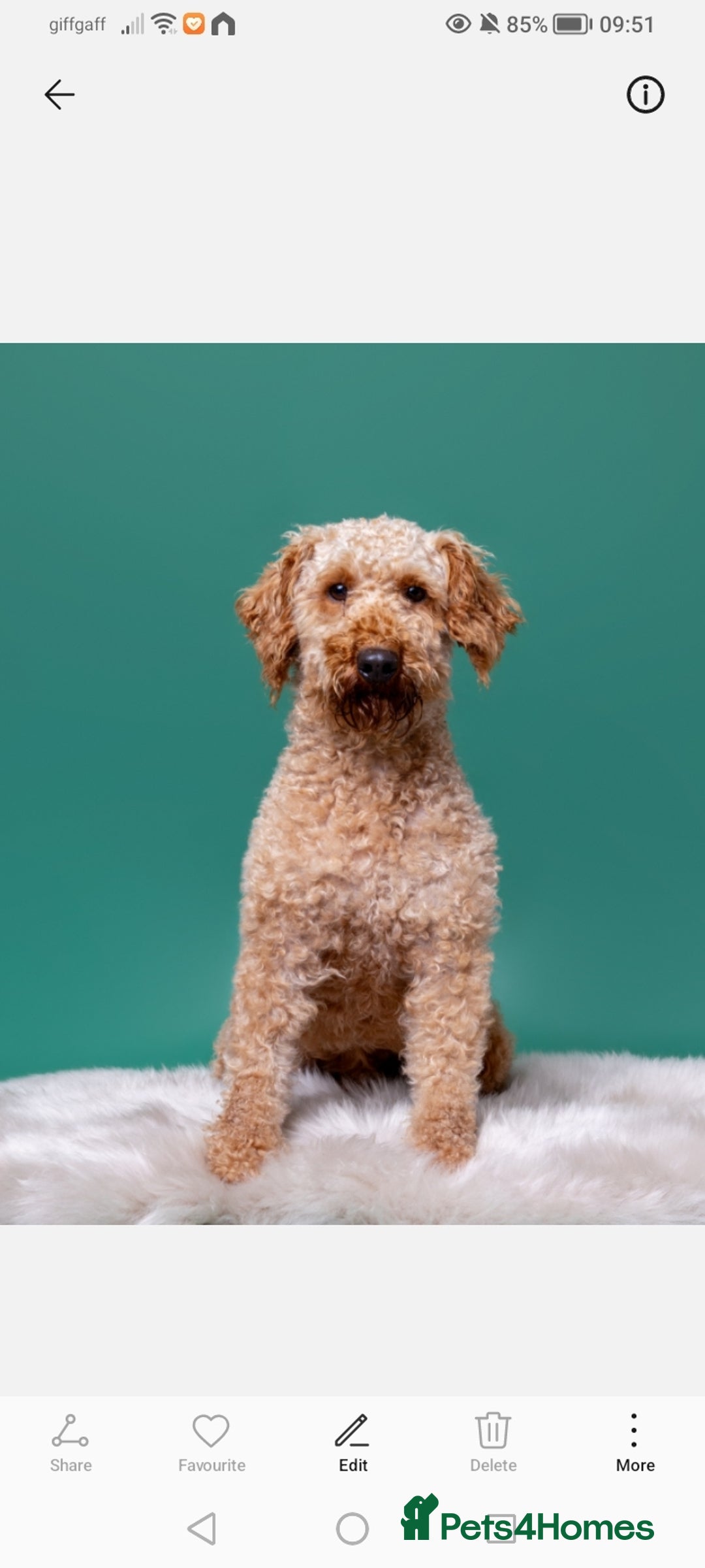 Cavapoo dogs for sale: Gorgeous cavapoo pups  - Image 2