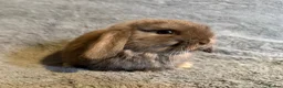 Mini Lop rabbits for sale: Mini lop bunnies  - Advert 6