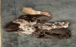 Mixed Breed dogs for sale: Mini Cockapoos - Image 4