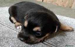 Jack Russell dogs for sale: 6 Jack Russell Puppies  - Advert 8