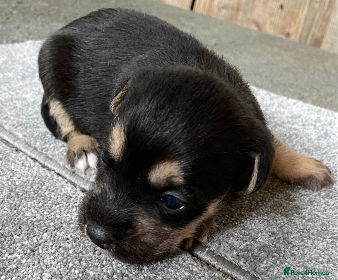 Jack Russell dogs for sale: 6 Jack Russell Puppies  - Advert 8