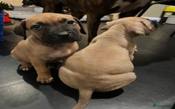 Boerboel dogs for sale: 🐾 Beautiful Boerboel Puppies 🐾  - Advert 3