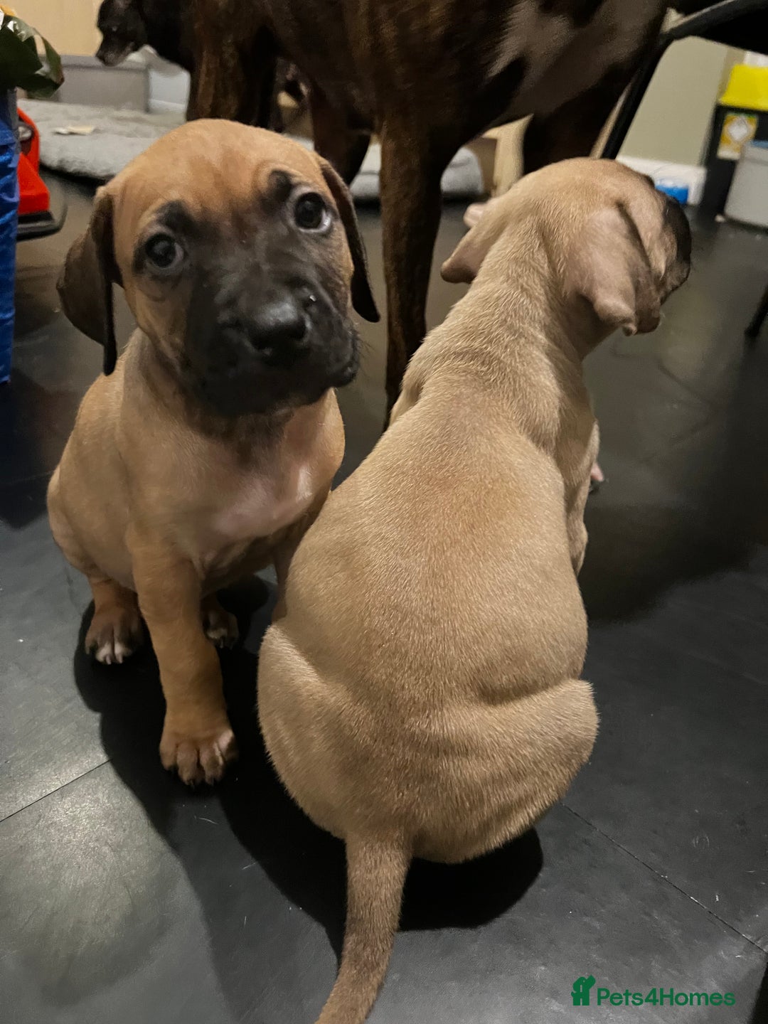 Boerboel dogs for sale: 🐾 Beautiful Boerboel Puppies 🐾  - Advert 3