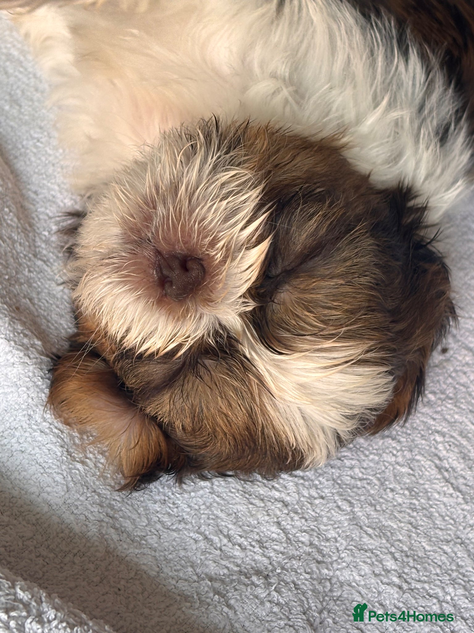 Shih Tzu dogs 3 gorgeous Shih Tzu puppies - 2 left  - Advert 2
