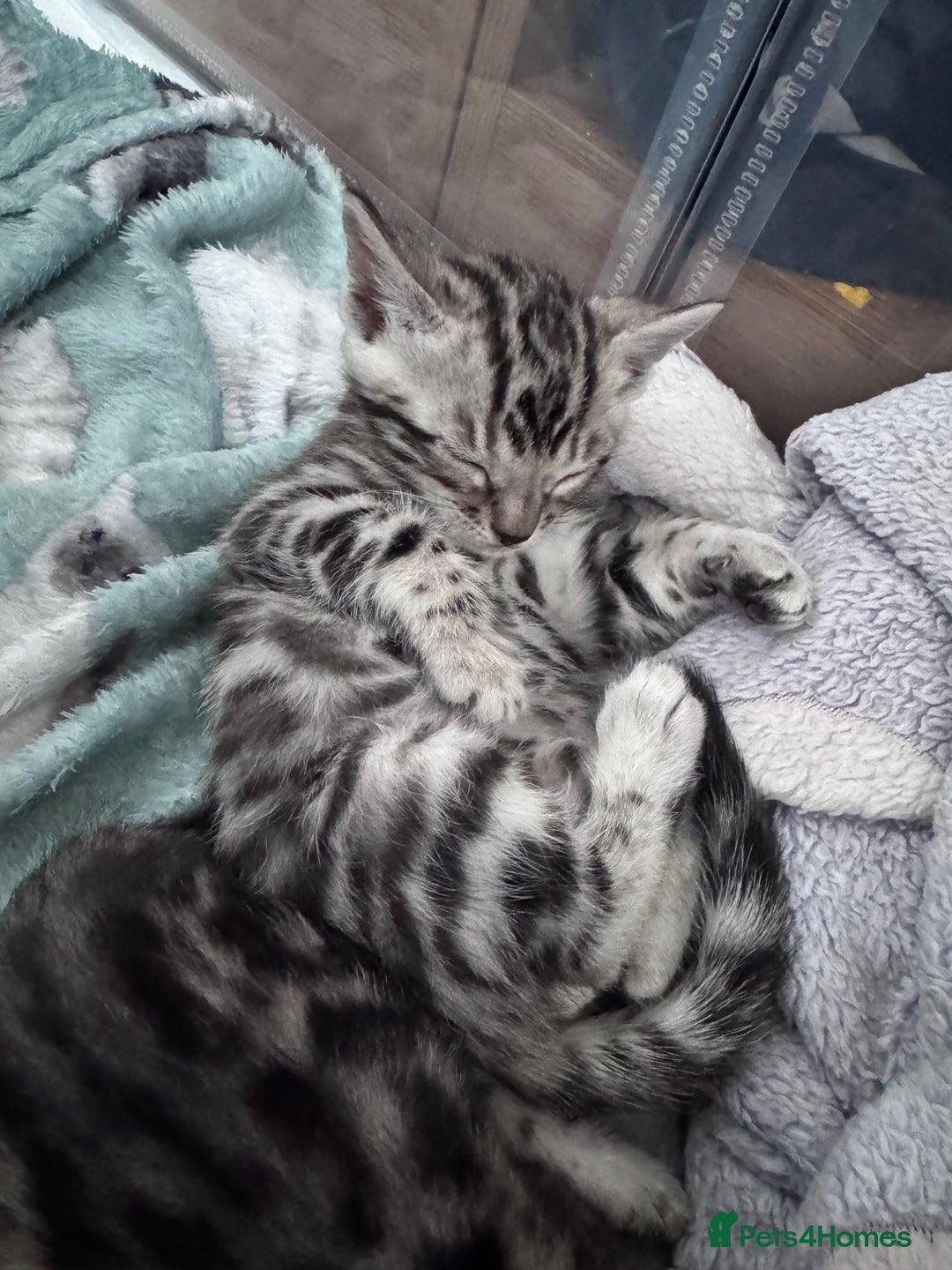 Bengal cats for sale: Ready mid March. Stunning TICA-registered Bengals  - Advert 5