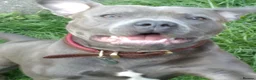 Staffordshire Bull Terrier dogs for stud: STUD 7th GEN BLUE STAFF LOKI IS READY TO BREED in Harrogate - Advert 9