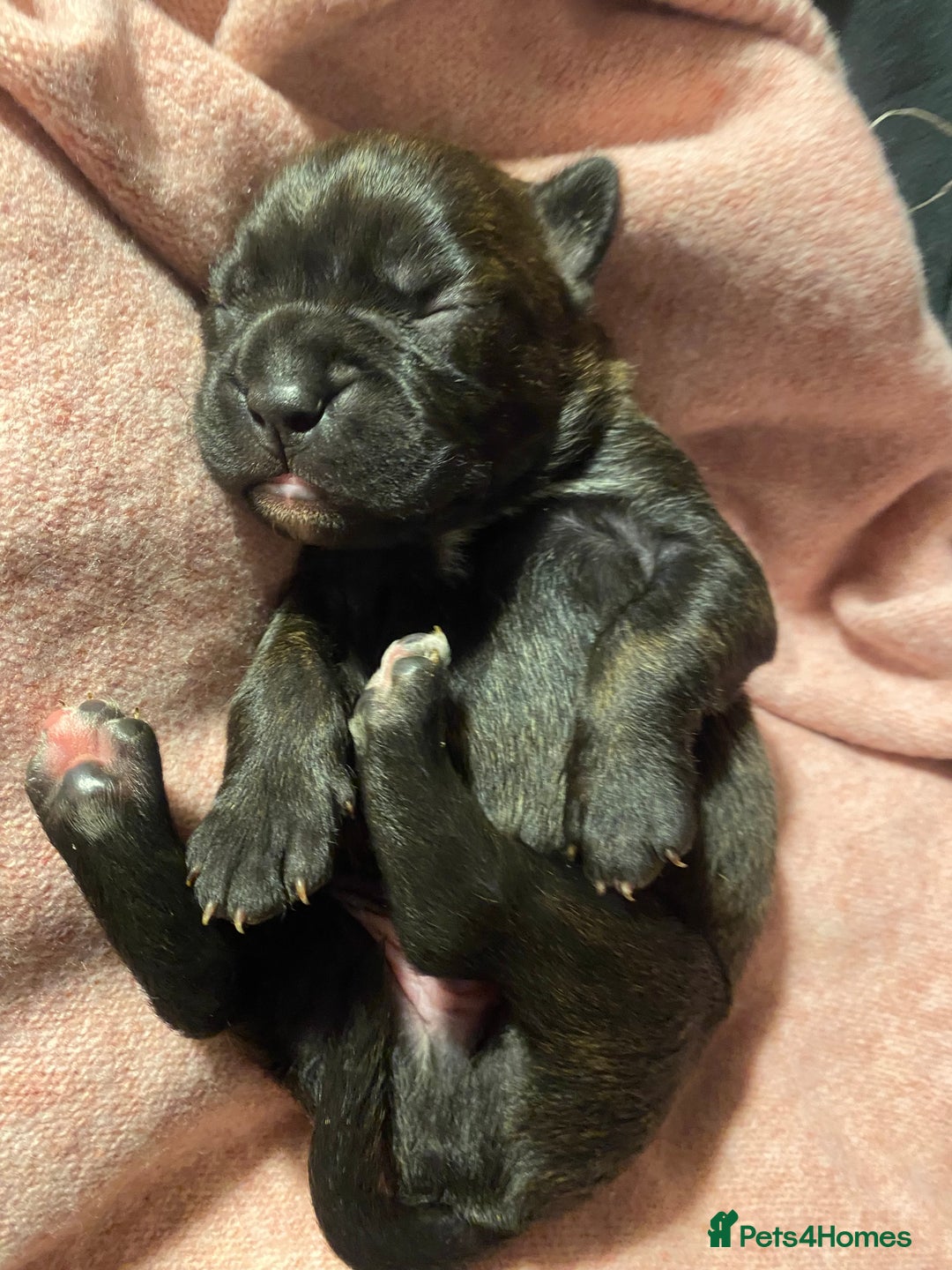 Mixed Breed dogs for sale: 🤩 mum kc boxer dad mini boxer 5 pups rare 🤩 - Advert 20